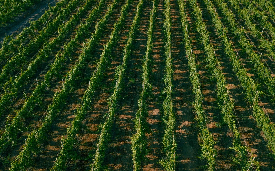 Above View of Grape Vines Vineyards