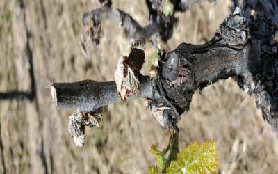 VINEYARDS SAW SOME APRIL FROST IN AMADOR COUNTY