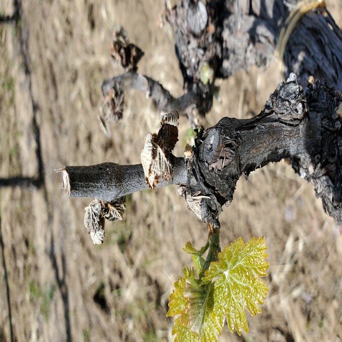 Vineyards Saw Some April frist in amador county1