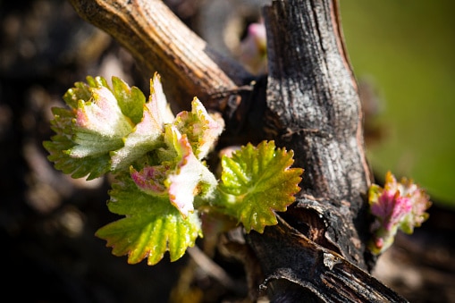 SPRING HAS SPRUNG AT THE OLD SUGAR MILL IN CLARKSBURG, CA