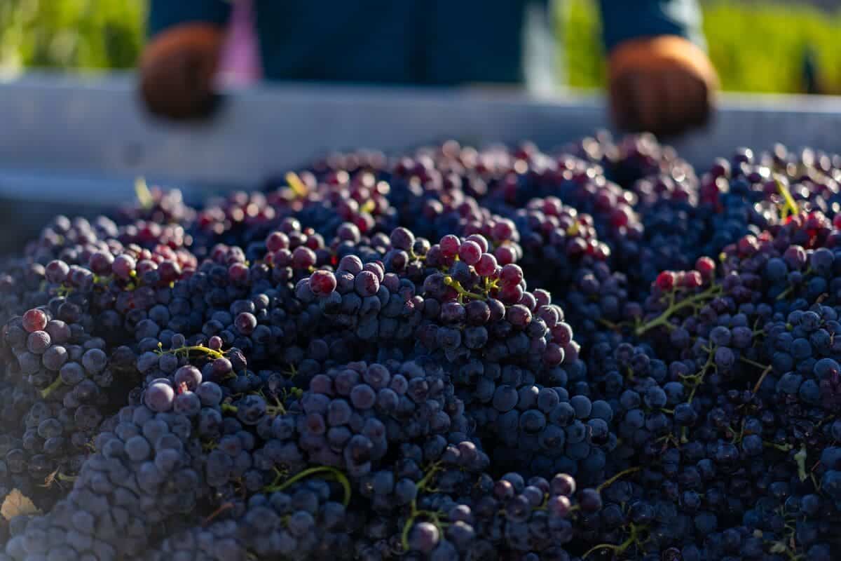 洋書 Beyond The Grapes: Napa Valley 洋書 Beyond The Grapes: Napa Valley Beyond the Grapes: An