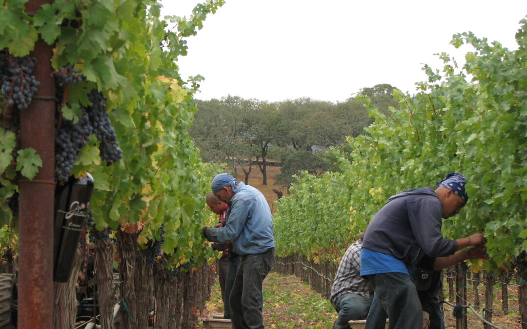 Celebrating National Cabernet Day with Fun Facts about the World’s most Popular Red