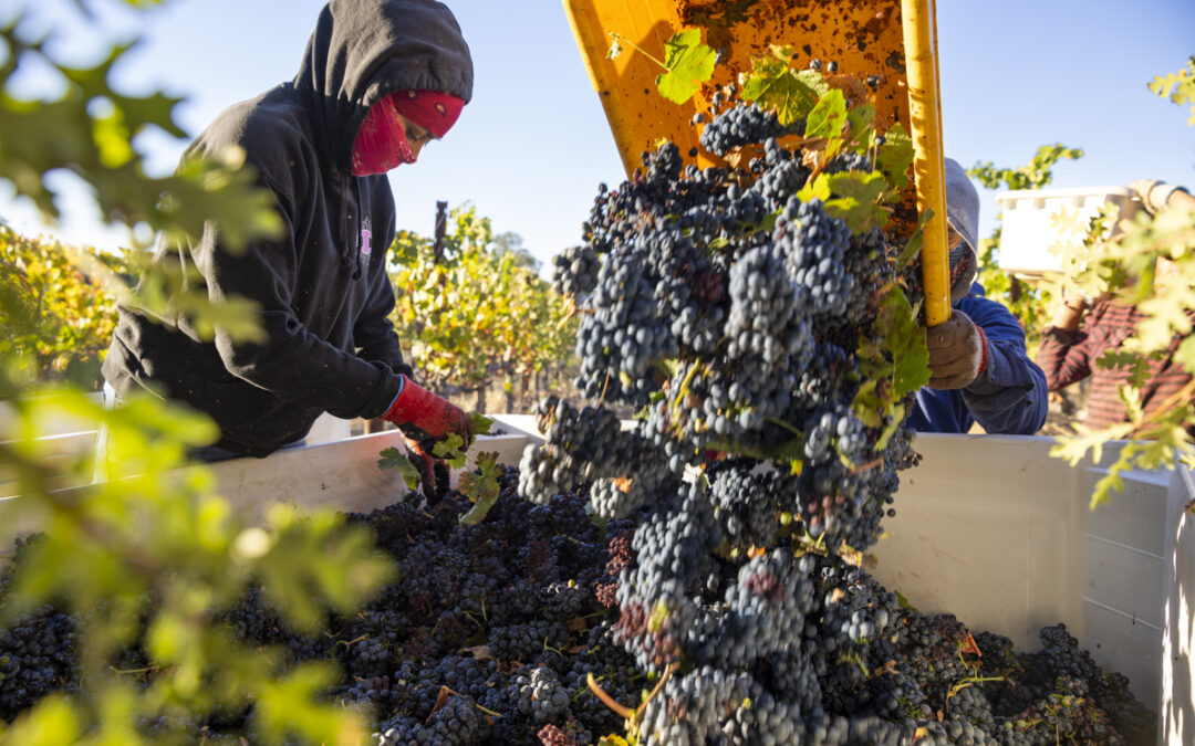 Harvesting Grapes