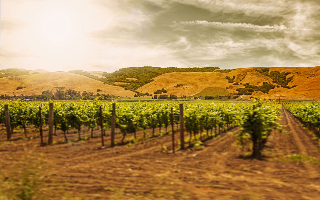 Wineries in Shenandoah Valley CA foothills