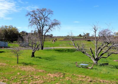 open grass area with trees and vineyards in back