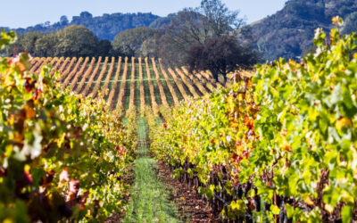 Wine Northern California: Explore the Best Vineyards and Wine Regions