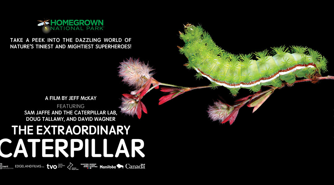 🐛 The Extraordinary Caterpillar – A Private Screening at Scott Harvey Wines