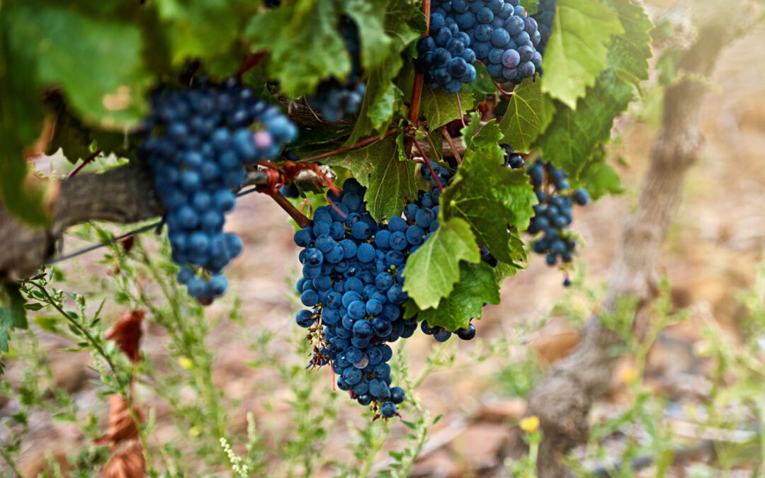 What Makes Barbera Wine So Special? A Guide from California’s Amador County